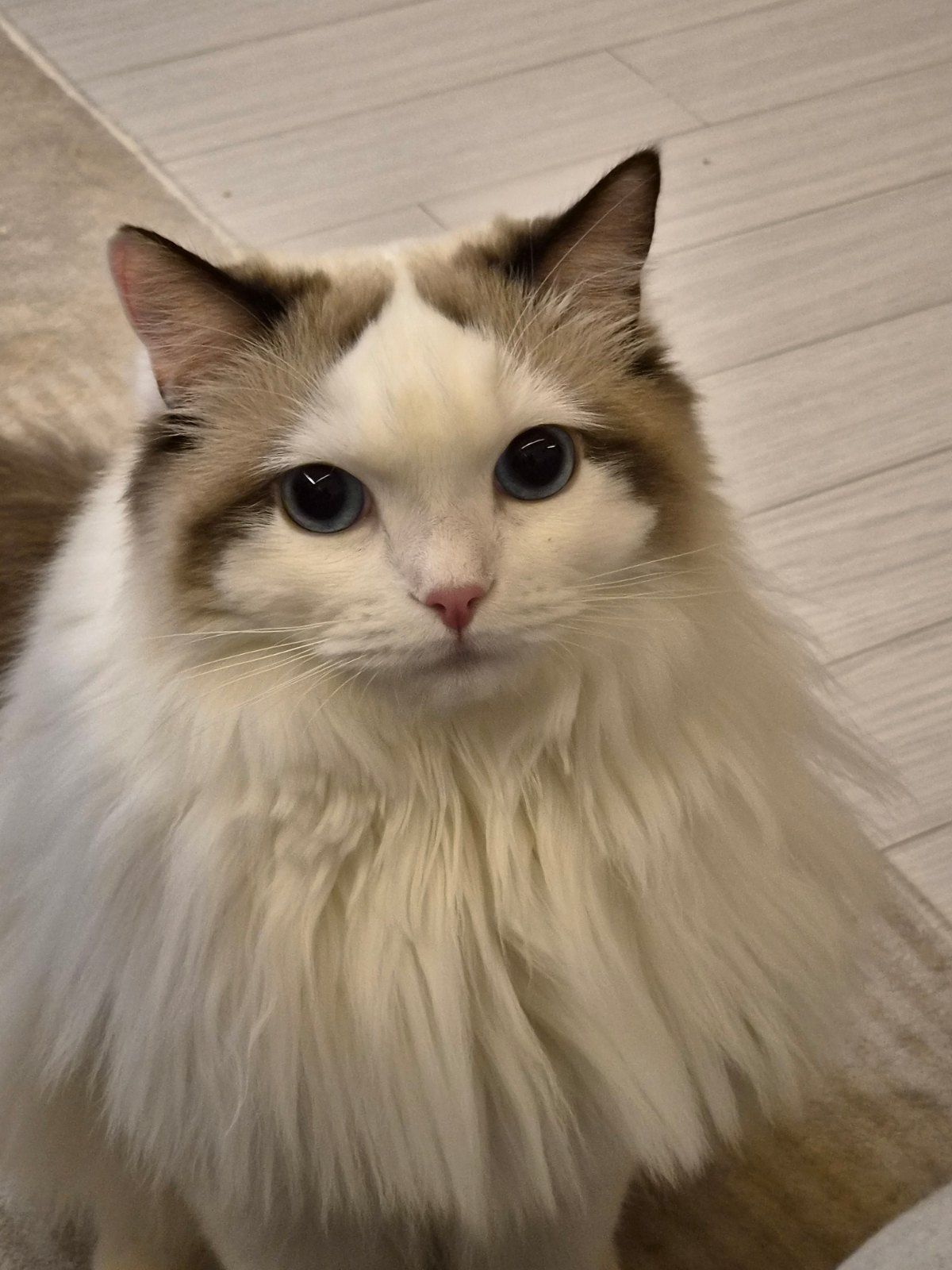 마리 (고양이) 사진