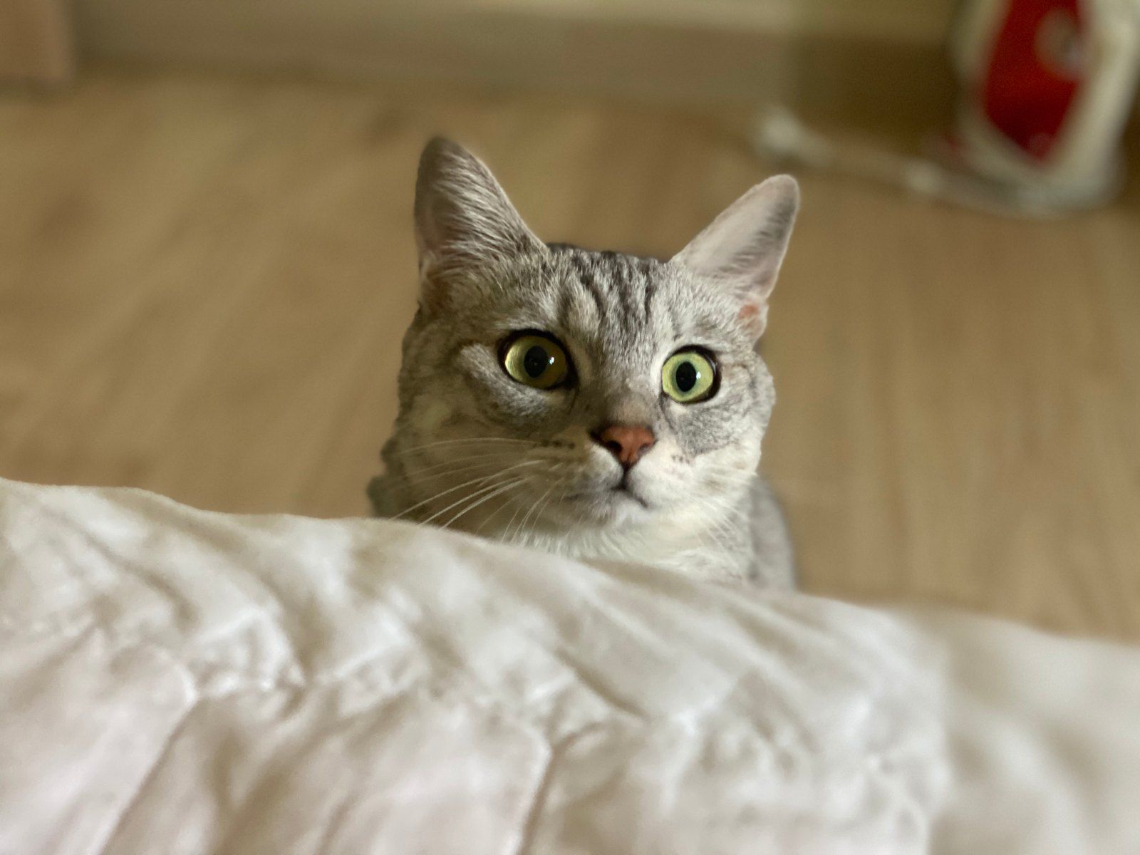 나비 (고양이) 사진