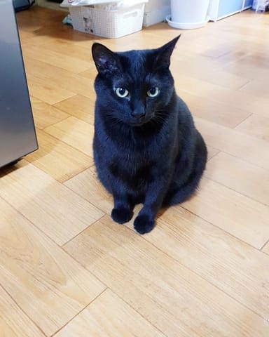 깜디 (고양이) 사진