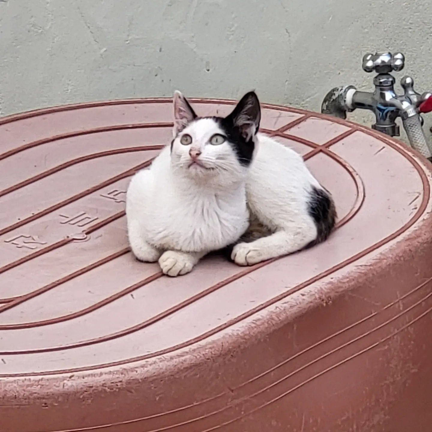 강냥 (고양이) 사진