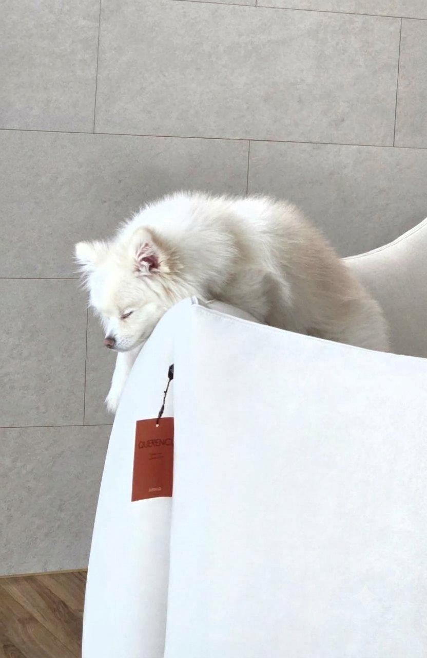 설탕 (강아지) 사진