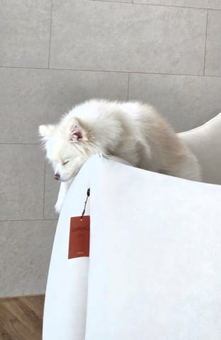 설탕 (강아지) 사진