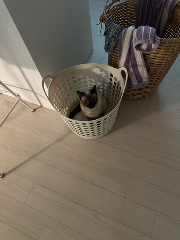밤순이 (고양이) 사진