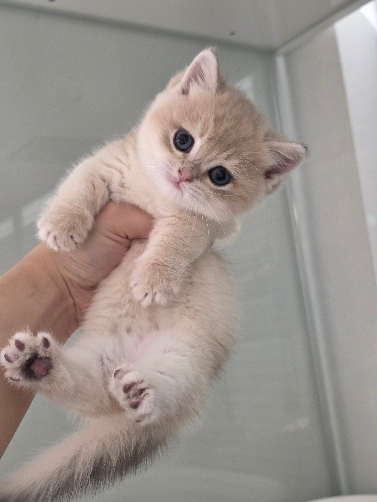 미유 (고양이) 사진