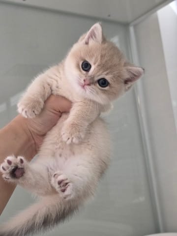 미유 (고양이) 사진