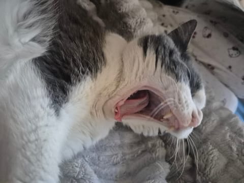 초코 (고양이) 사진