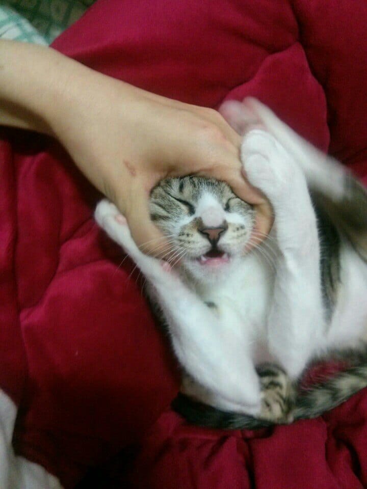 홍비 (고양이) 사진