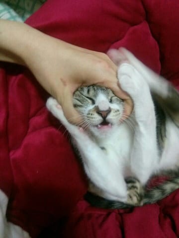 홍비 (고양이) 사진