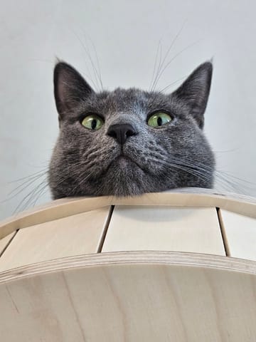 까루 (고양이) 사진
