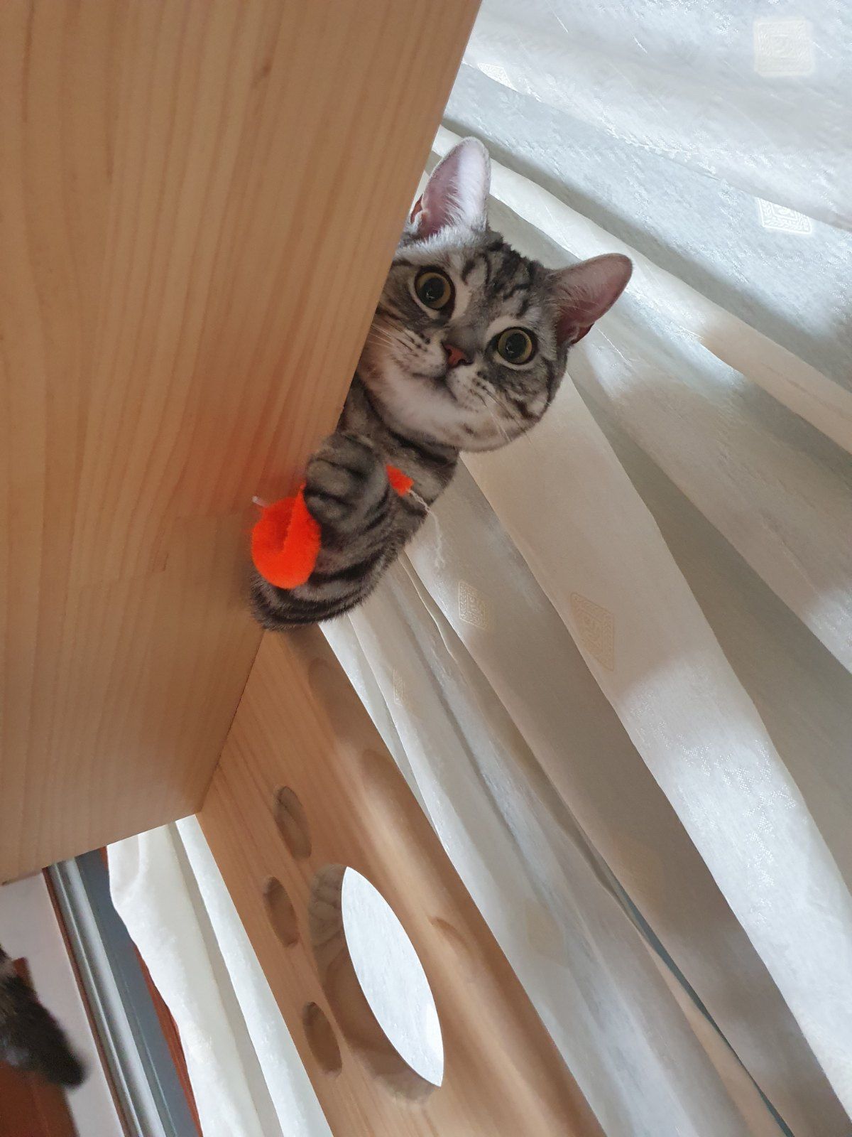 마이쮸 (고양이) 사진
