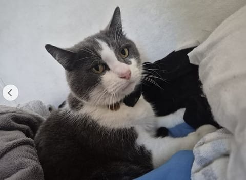 Catty (고양이) 사진