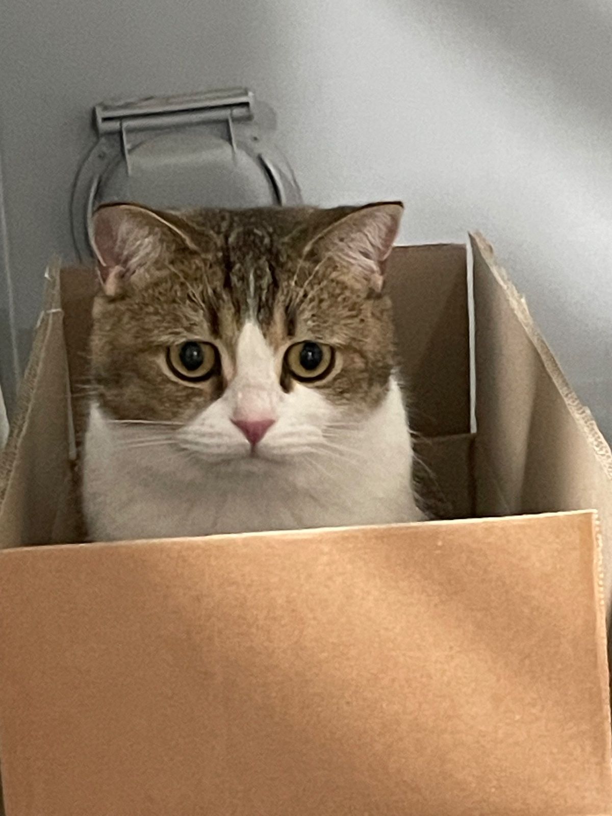 먼지 (고양이) 사진