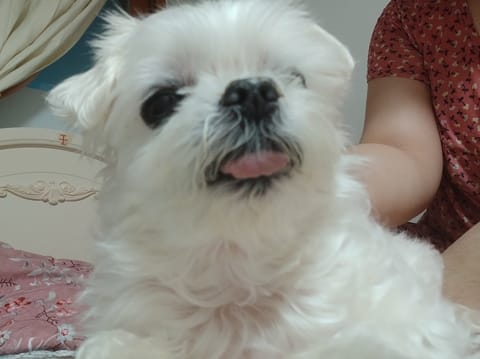 이루 (강아지) 사진