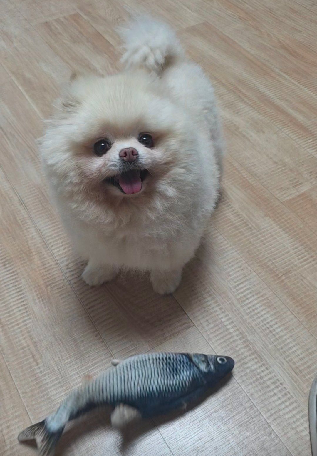 막내 (강아지) 사진
