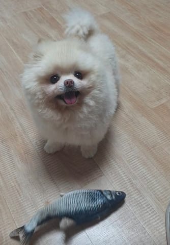 막내 (강아지) 사진