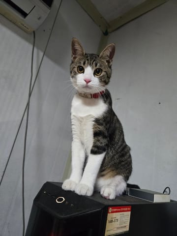 테오도어 폰 로젠베르크 (고양이) 사진